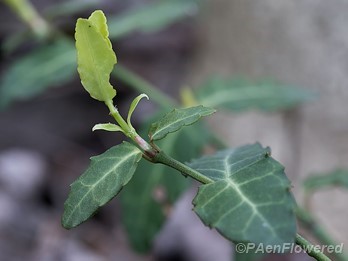 Early leaves